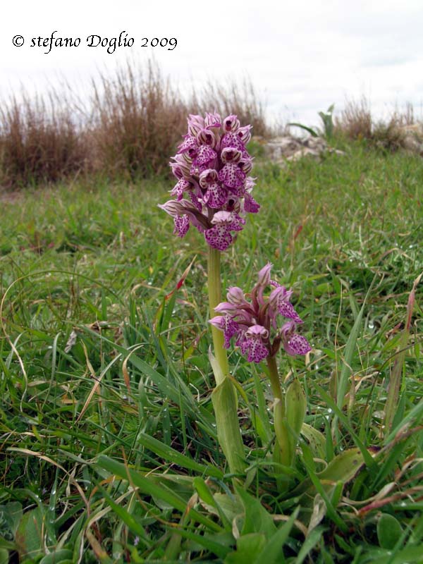 orchidee del Salento